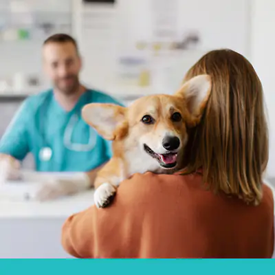 Insights_pet_insurance_Image_banner_022426 WEB Pets and Productivity: Why Pet Insurance Matters