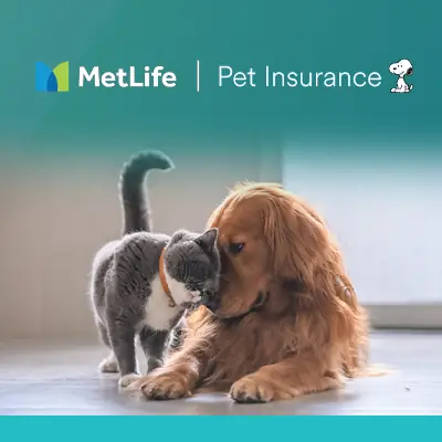 Insights_pet_insurance_Image_banner_102026